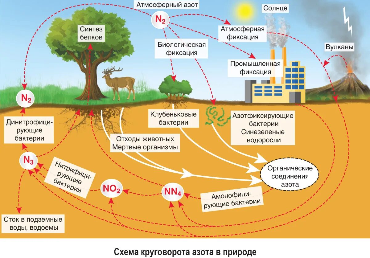 Экологичность всего жизненного цикла. Круговорот азота круговорот. Биологический круговорот азота схема. Круговорот веществ в биосфере азот. Круговорот азота в биосфере схема.