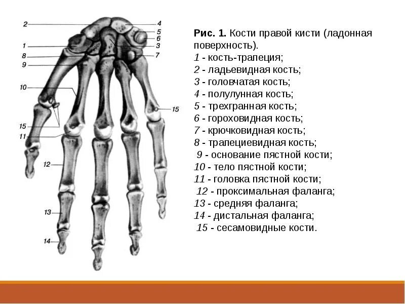 Картинки БОЛЯТ МЫШЦЫ ПАЛЬЦЕВ РУК