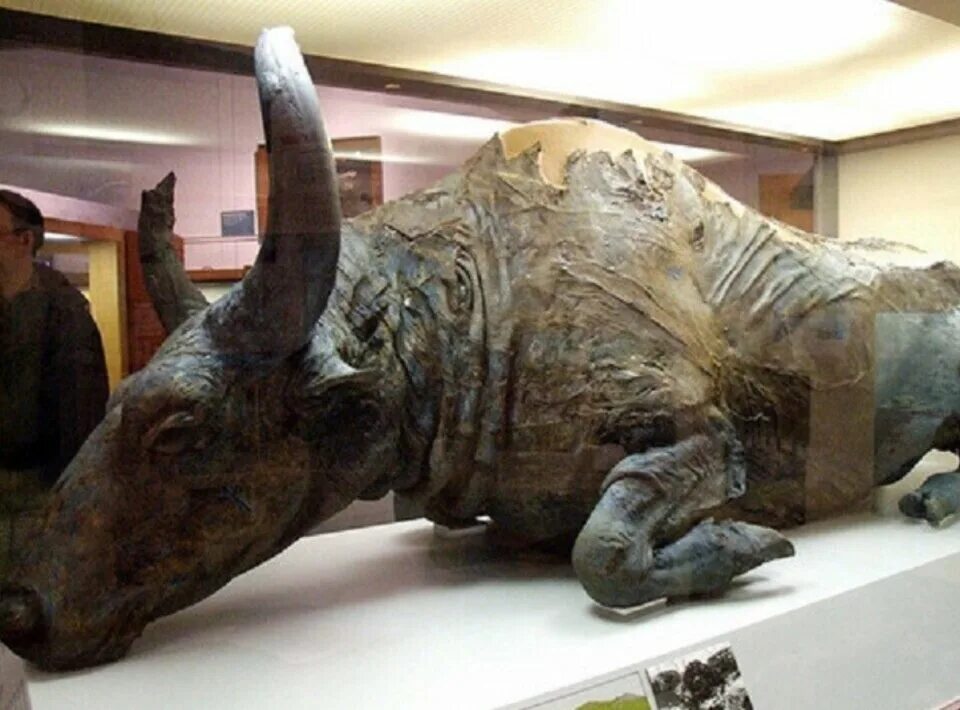 Нашли бизона. Шерстистый носорог Мумия. Мумифицированный древний Бизон Аляска. Ископаемый Степной Бизон.