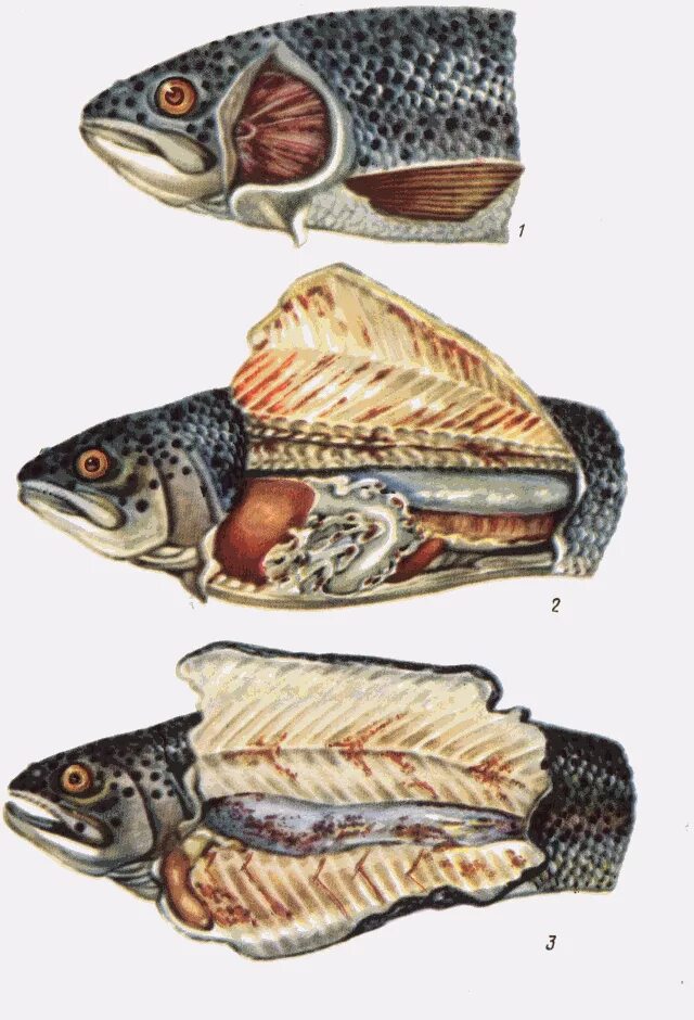 воспаление плавательного пузыря