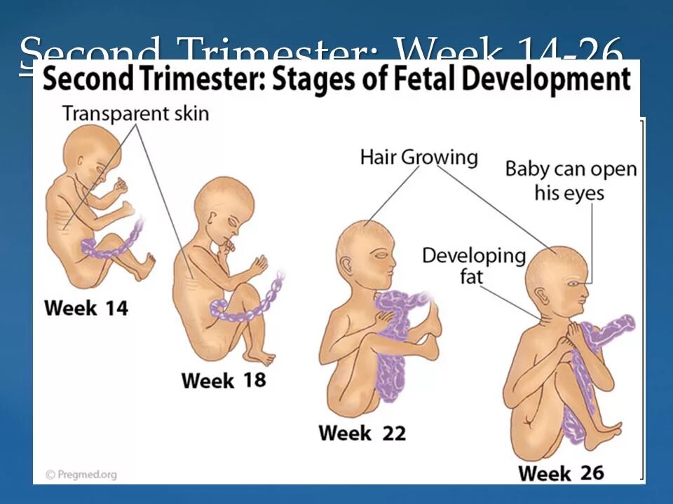 Ii триместр беременности. Второй триместр беременности. Развитие плода второй триместр. Триместры беременности.