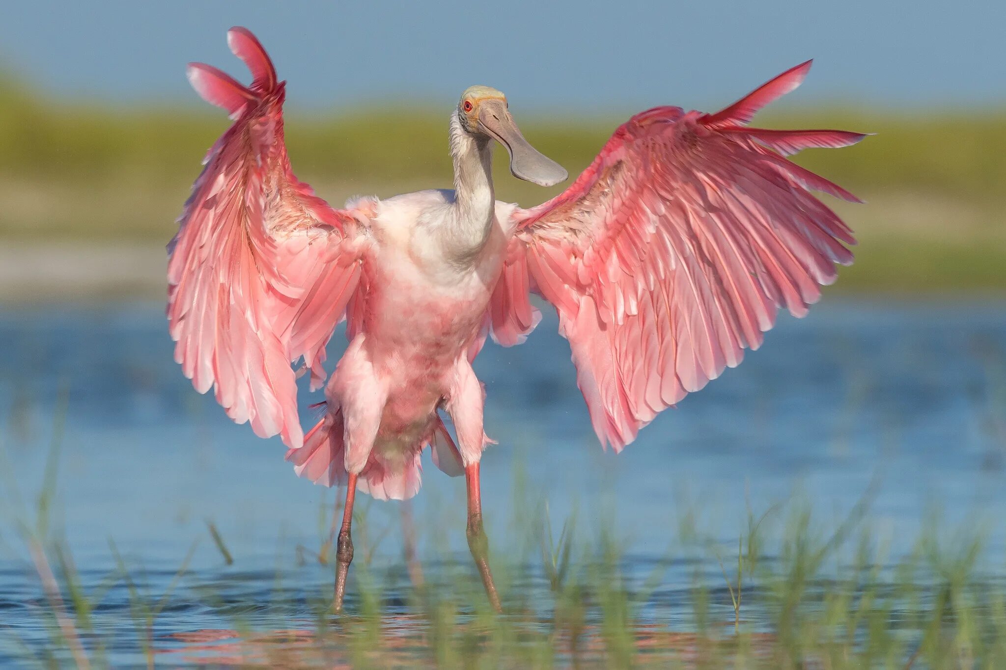 Розовая колпица птица. Розовая колпица в Северной Америке. Обыкновенная колпица. Розовая колпица и Фламинго.