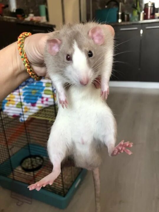 Декоративные крысы. Крыса. Крыса дамбо черная. Взрослая крыса. Крыса дамбо.