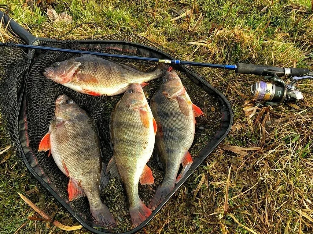 Улов леща и судака. Большие уловы на рыбалке. "большой улов". Хороший улов на рыбалке. Хороший улов на рыбалке.