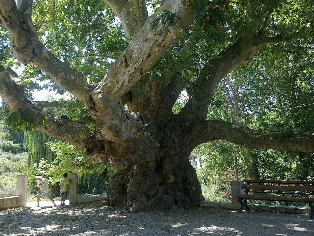 Что такое чинара. Дерево Платан в Турции. Платан дерево в Крыму. Платан Севастополь дерево. Платан Буюкдере.