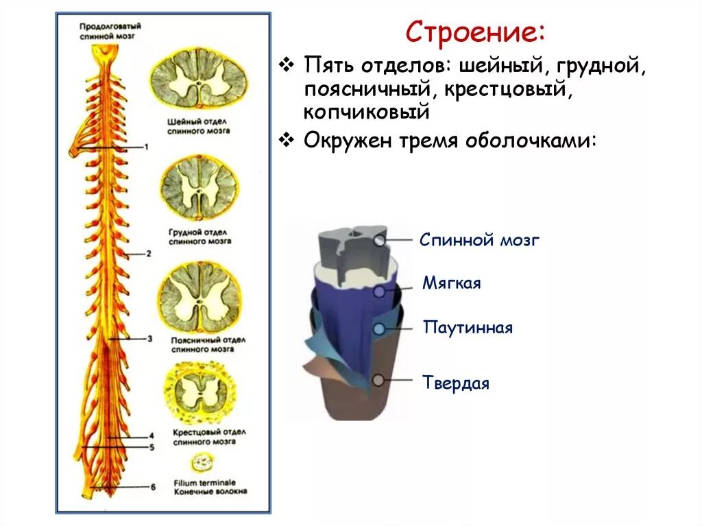 Биология 8 строение нервной системы спинной мозг. Строение спинного мозга отделы. Структура спинного мозга продолговатый мозг. Продолговатый спинной мозг строение. Отделы спинного мозга человека анатомия.