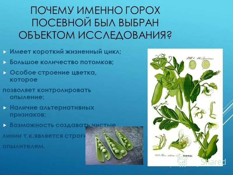 систематика гороха посевного
