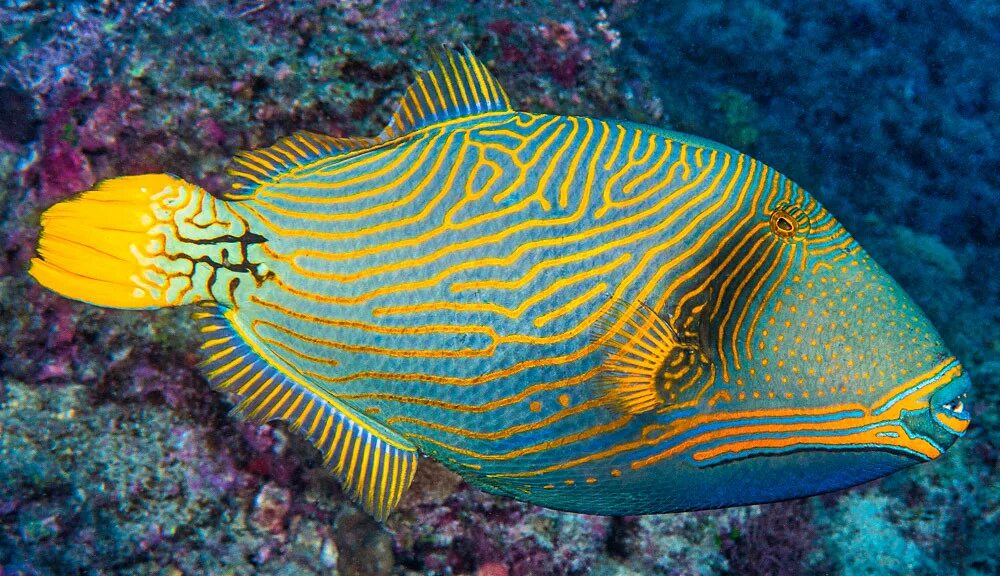 Морская собачка черноморская. Diplodus cervinus. Оранжевый спинорог. Морская лучеперая рыба 6 букв сканворд последняя. Тревалли.