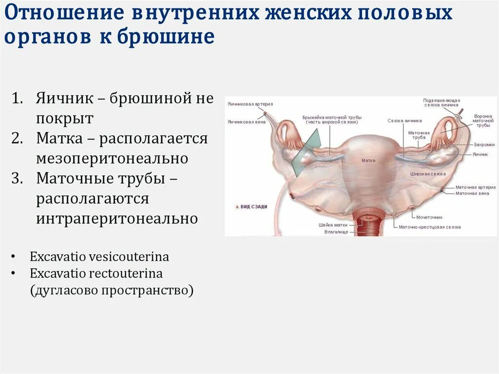 Маточная труба отношение к брюшине. Маточная труба по отношению к брюшине. Маточная труба и яичник отношение к брюшине. Маточная труба по отношению к органам брюшины. Женские половые органы яичник