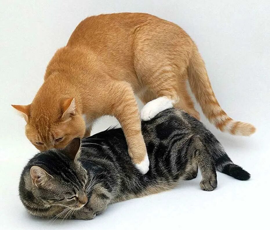 Кот после вязки. Кошки совокупляются. сношение кошек. кошки занимаются. котята спариваются.