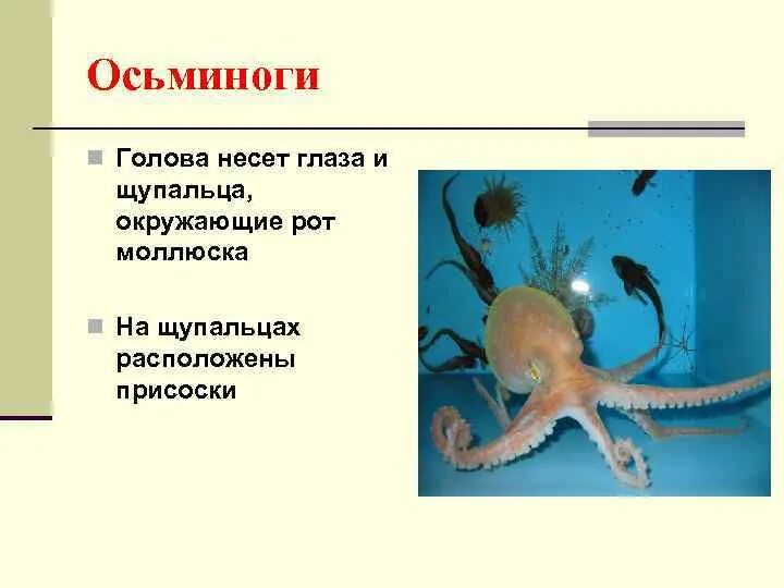 Осьминог группа животных относится к группе. Строение осьминога. строение глаза осьминога и человека.