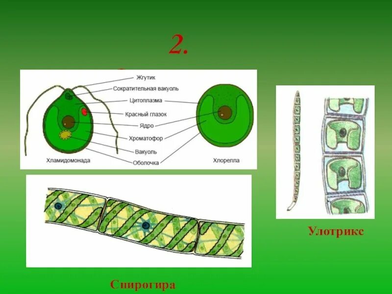 Хламидомонада и спирогира. Строение клетки спирогиры. Спирогира водоросль строение. Улотрикс пиреноид. Строение хламидомонады и спирогиры.