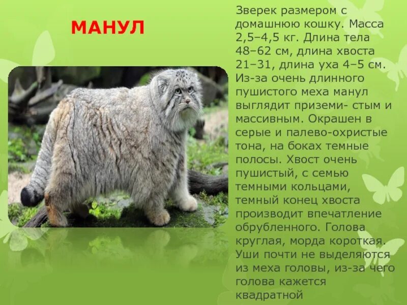 Растения и животные красной книги республики бурятия. Животные занесенные в красную книгу бурятии. животные из красной книги бурятии. животное из красной книги бурятии. красная книга бурятии растения и животные.