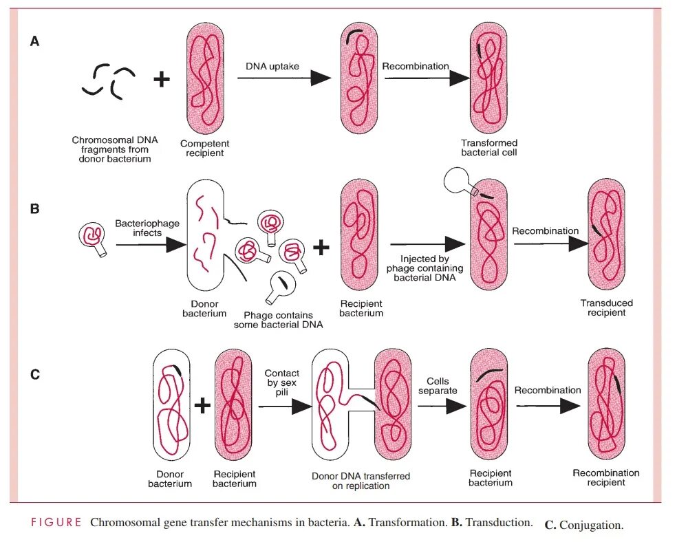 Бактерия донор. Бактерия реципиент это. Трансформация бактерий кто донор кто реципиент. Bacterial transduction.