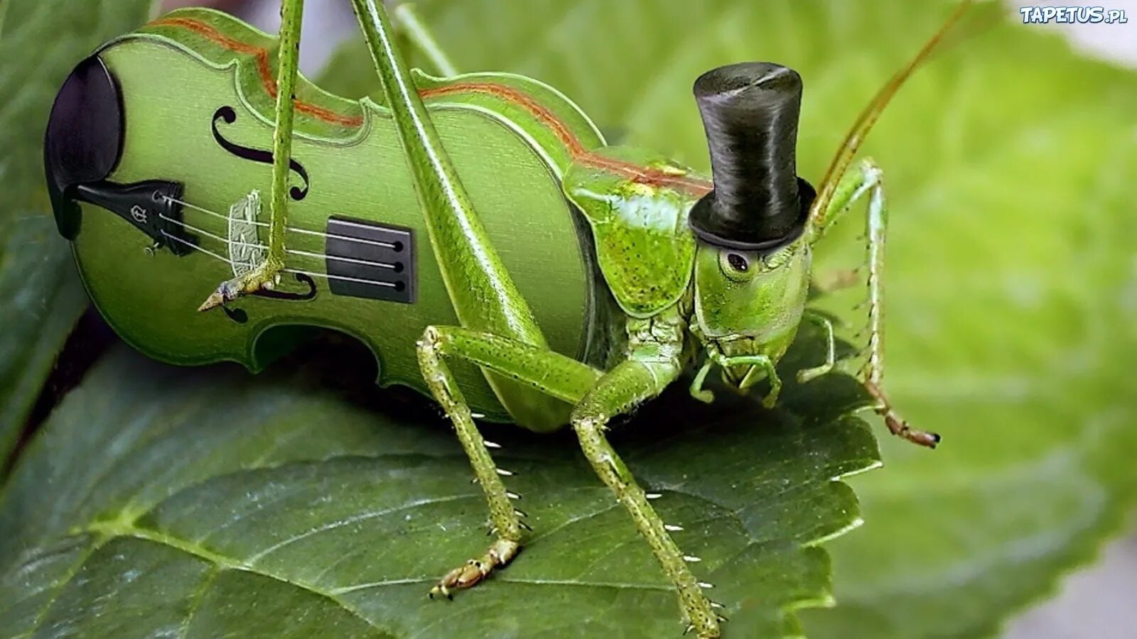 жук усач макросъёмка. жук скрипач. скрипачи насекомые. музыкальные инструменты в виде животных. скрипачи насекомые.