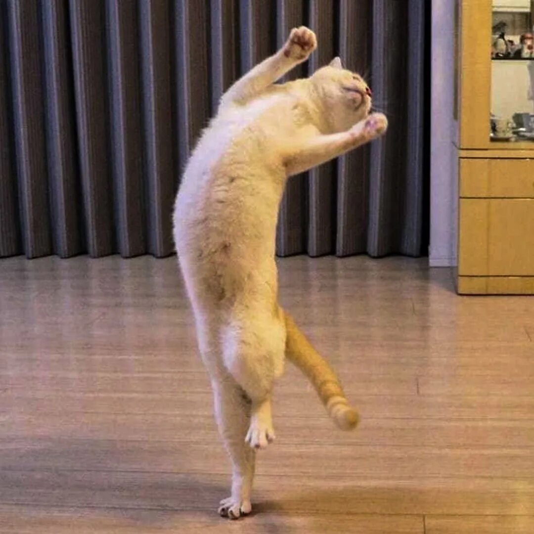 Кот ходит на задних лапах. Танцующий кот. кот танцует. коты танцоры.