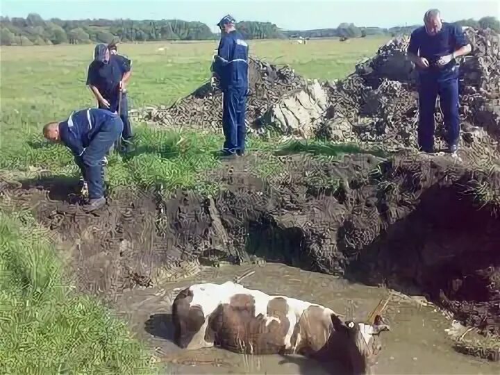 Корова в болоте