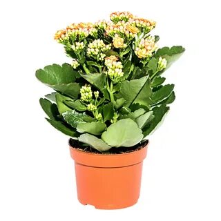 Каланхоэ с цветочками