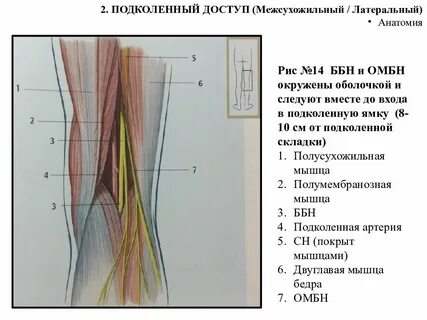 Подколенная ямка