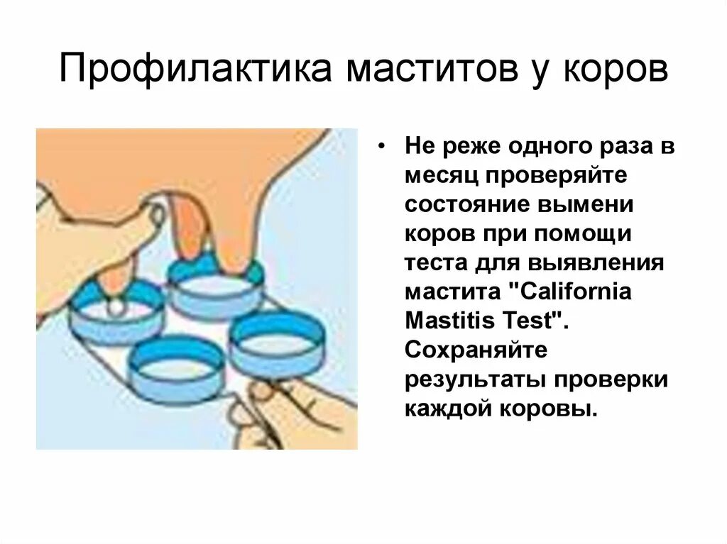 Профилактика маститов коров. Профилактика мастита у коров. План профилактики мастита КРС. Профилактика рецидива мастита.