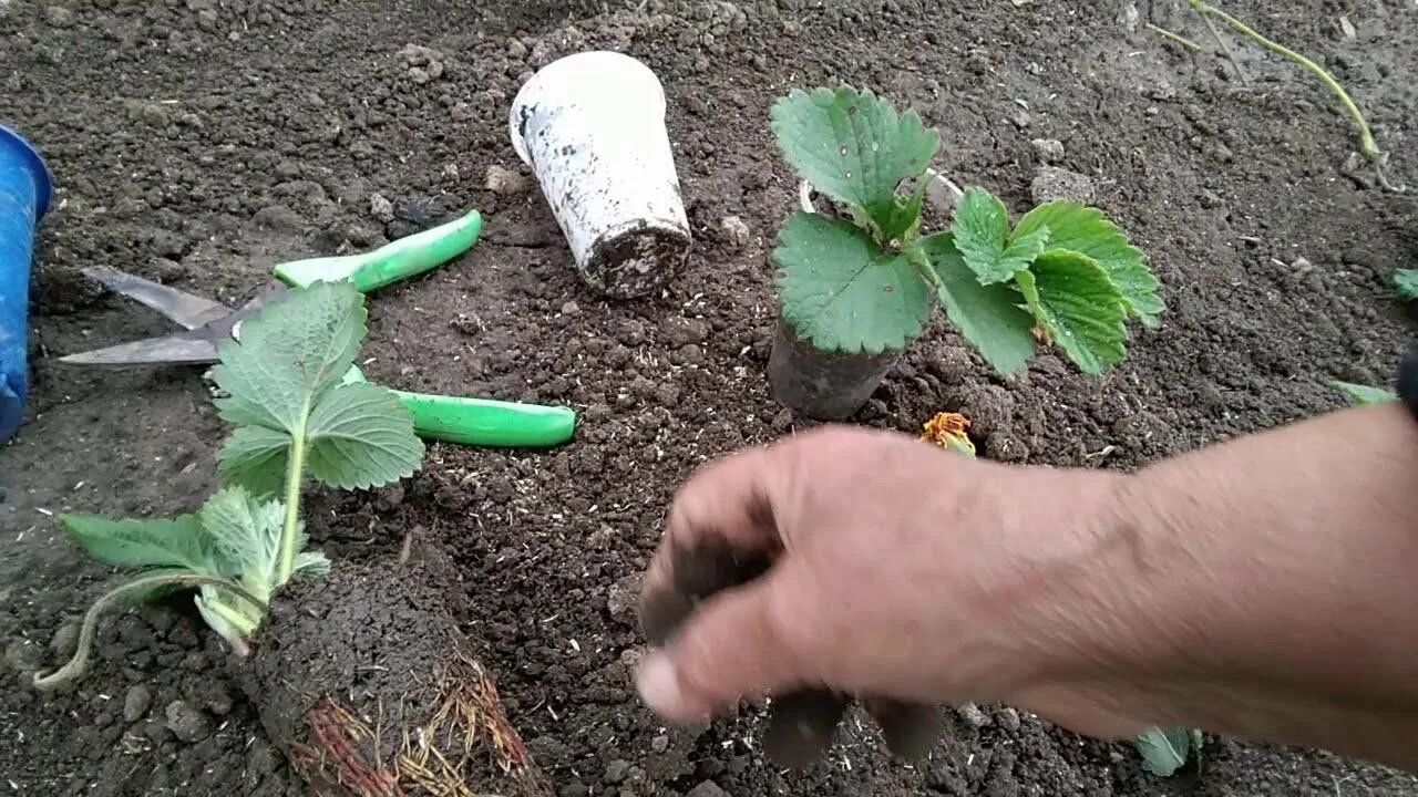 Посадка клубники. Высаживание клубники весной в открытый грунт. Посадка клубники весной. Посадка земляники весной в открытый грунт.