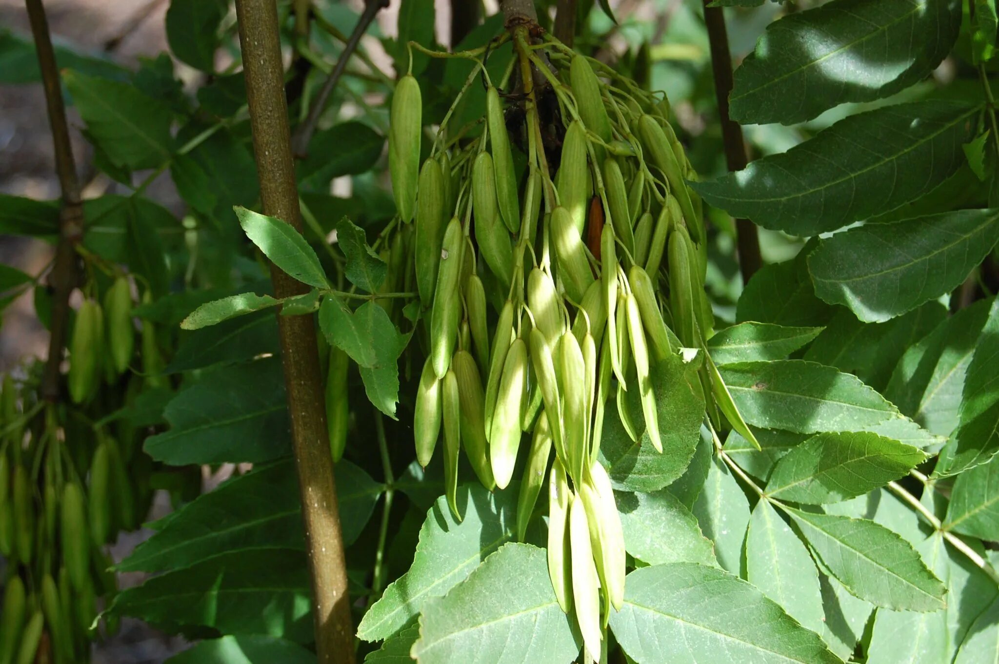 Дерево со светлыми листьями. Ясень обыкновенный fraxinus excelsior. ясень обыкновенный крылатки. ясень ланцетный fraxinus lanceolata. ясень пенсильванский дерево.