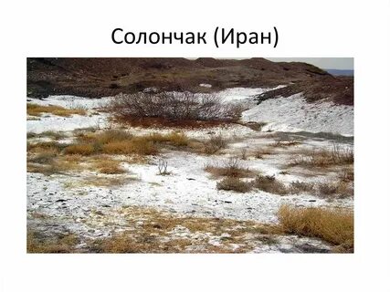 Солончаки природная зона