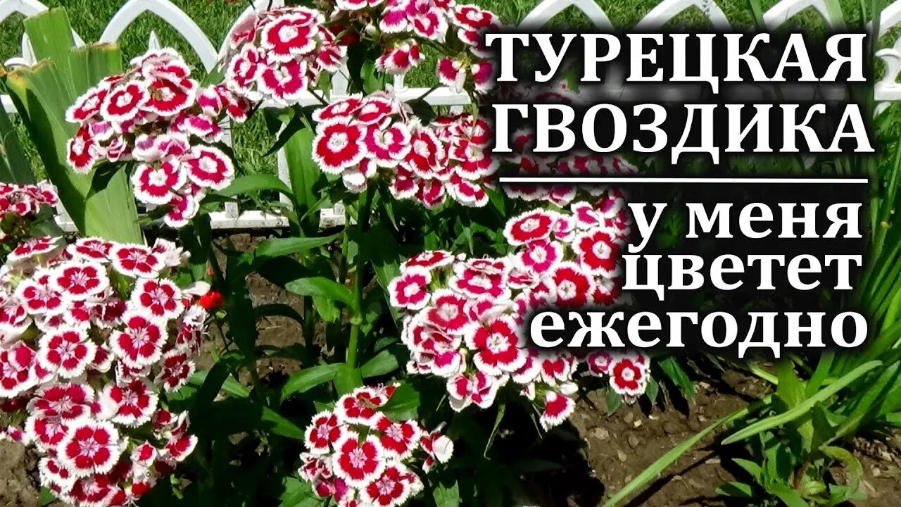 Турецкая гвоздика весной. Турецкая гвоздика травянка. Гвоздика турецкая посев. Гвоздика турецкая Адажио.