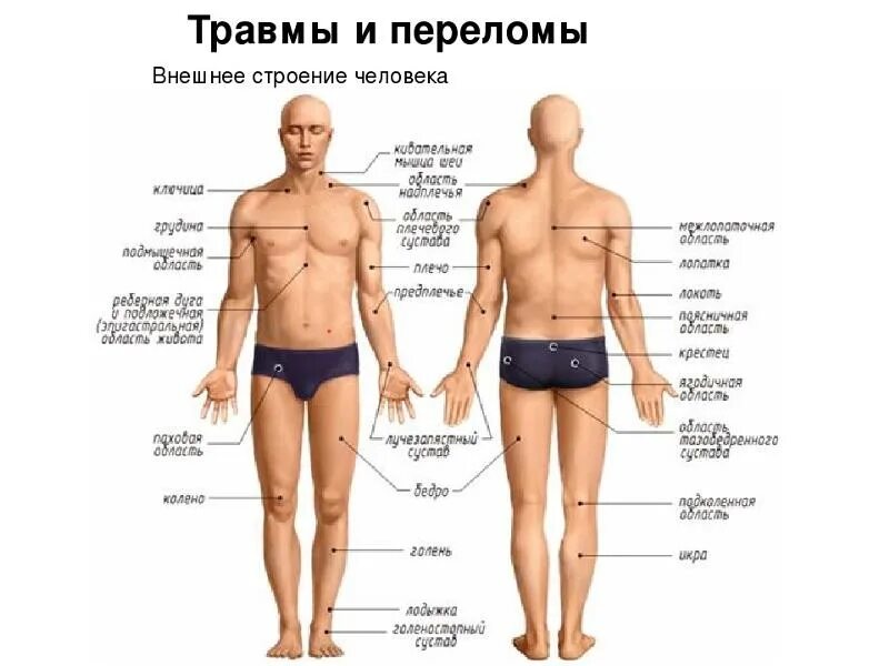 Ниже туловища. Части тела человека. Название частей ттнла человкк. Строение человека части тела. Описание частей тела человека.