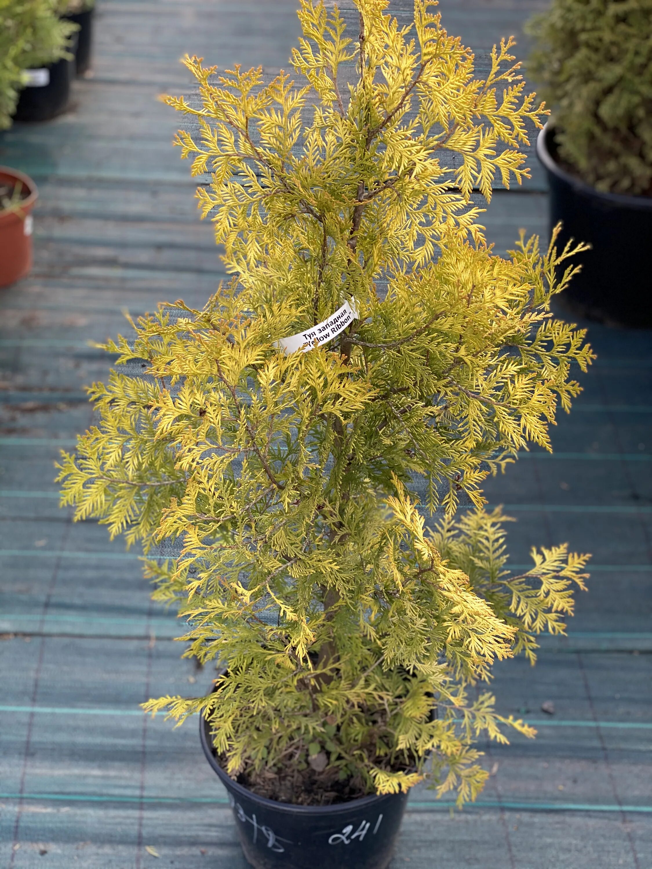 туя западная еллоу риббон. туя yellow ribbon. туя yellow ribbon. туя западная йеллоу рибон. туя западная (thuja occidentalis yellow ribbon.