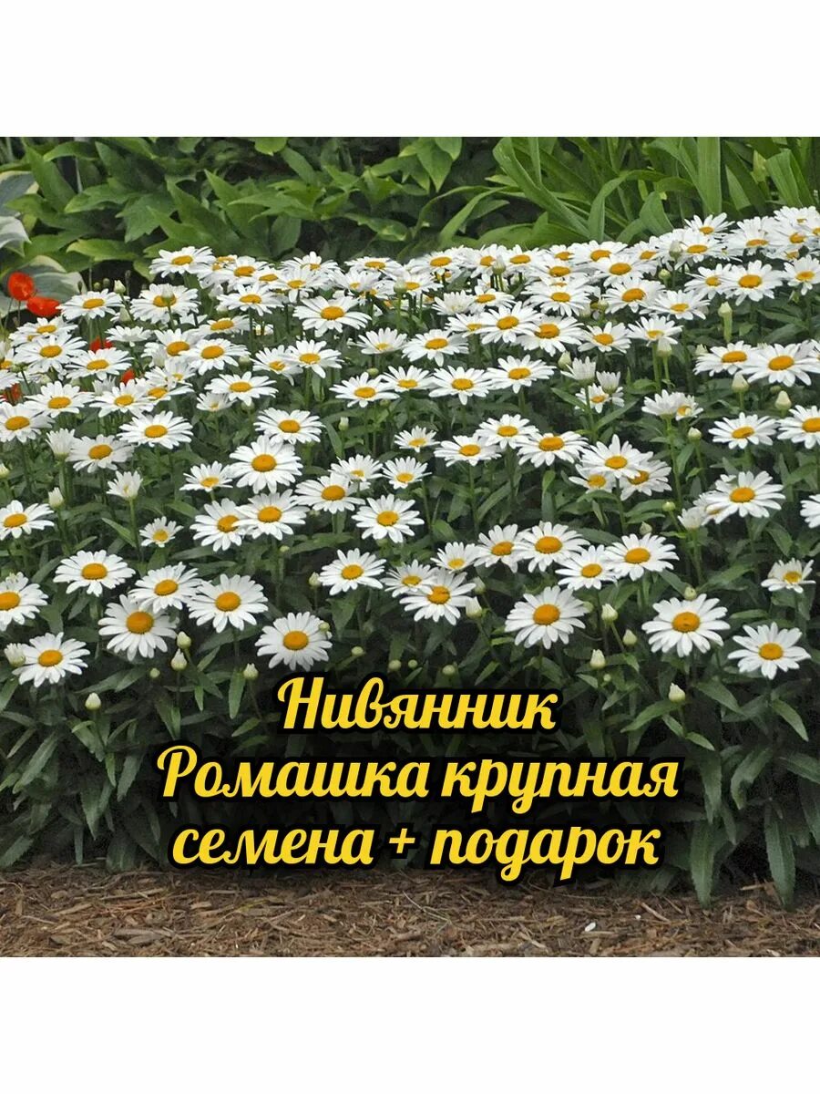 Полезный совет, чтобы эффектные махровые ромашки росли в саду без проблем Цветы 