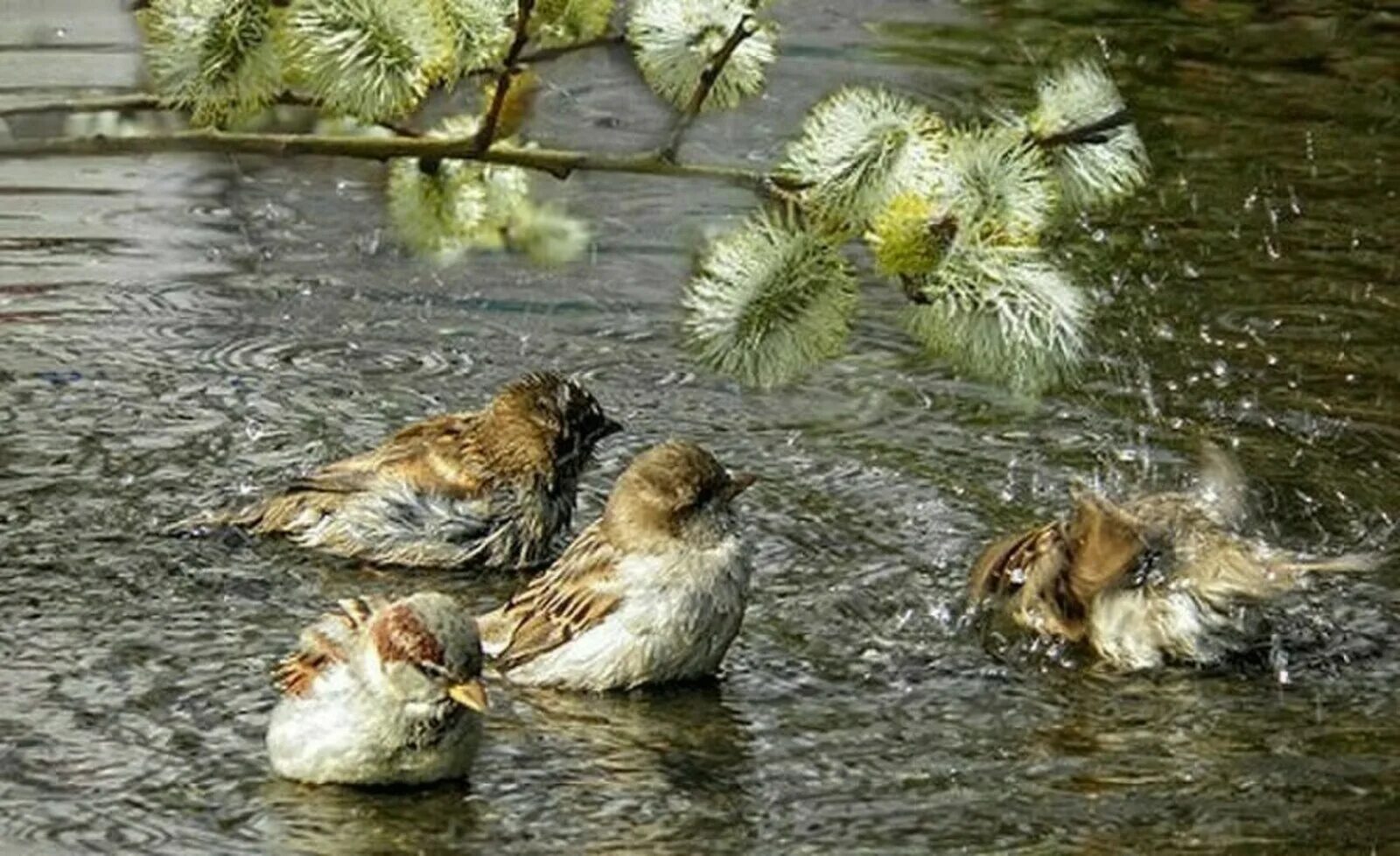 Родники птица. Воробьи купаются в луже. Птицы в луже. Воробьи купаются в луже весной. Воробей в луже.