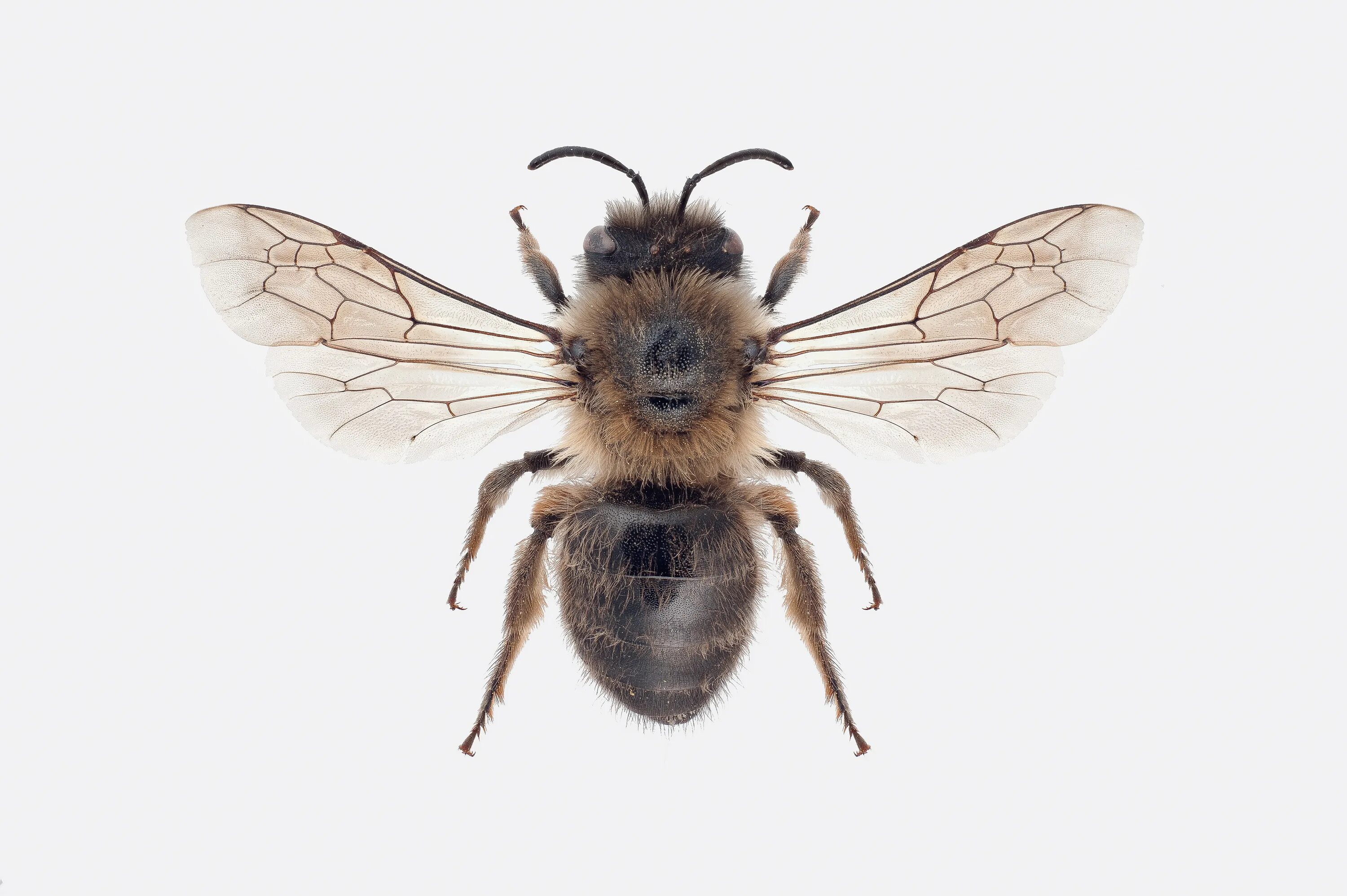 Картофель коллета описание. Пчела Colletes. Colletes. Коллет на прозрачном фоне. Colletidae eunicularis.