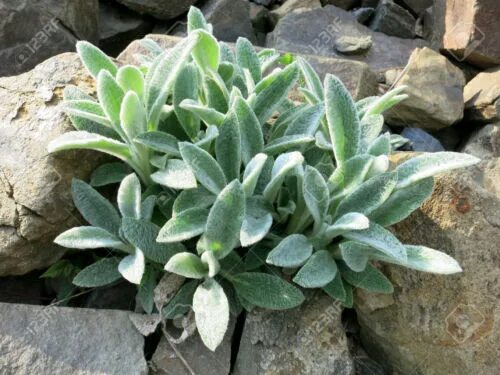 Haemanthus albiflos Shade garden, Plant benefits, Growing bulbs