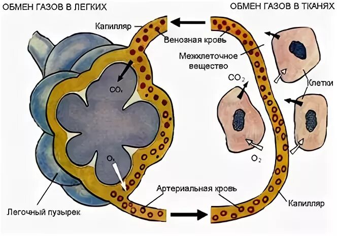 Схема газа обмена