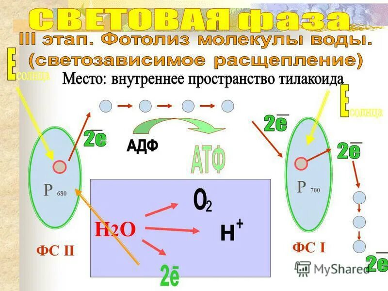 фотолиз. фотолиз это расщепление. расщепление воды. фотолиз воды роль. расщепление воды под действием света.