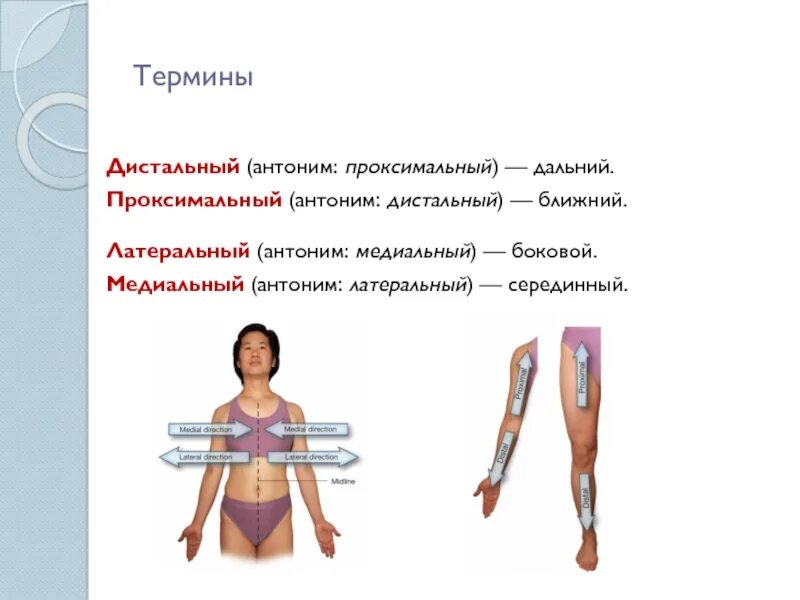Проксимальный медиальный. Проксимальный и дистальный это в анатомии. дистальный промаксимальный. дистально и проксимально это. проксимально шисталтно.