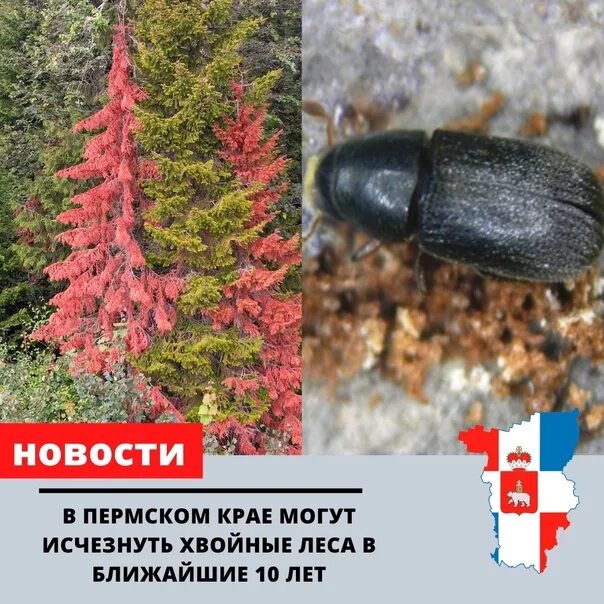 Пихтовые леса Сибири уничтожают жуки размером два миллиметра / Habr