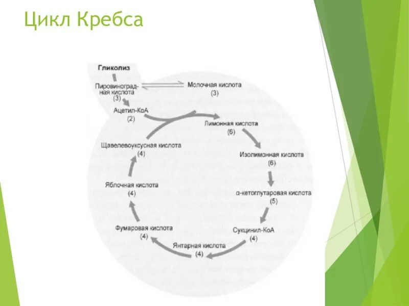 Синтез атф цикл кребса. Цикл трикарбоновых кислот цикл Кребса 10 класс. Цикл Кребса биология 10 класс. Цикл Кребса схема.