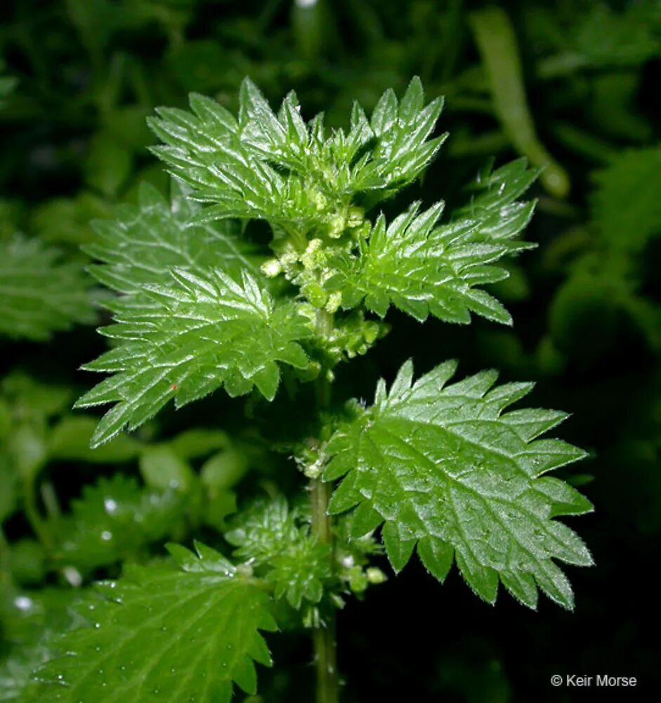 Крапива (Urtica dioica). Крапива жгучая (Urtica urens). Крапива жгучая (Urtica urens l.). Уртика уренс. Маленькая крапива