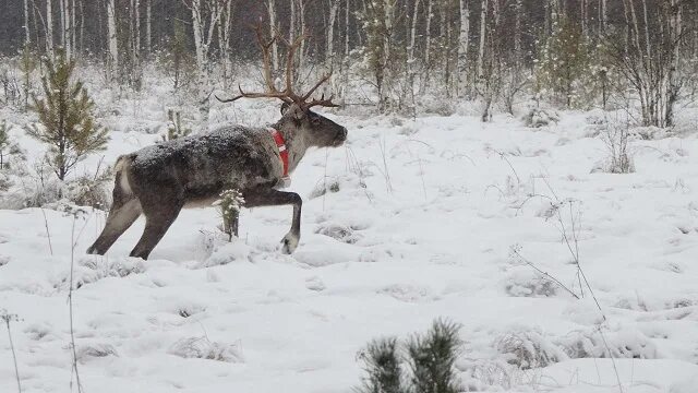 Северный олень Керженский заповедник. Керженский заповедник Нижегородской области. Керженский заповедник олени. Северный Лесной олень Керженский заповедник Нижегородская область. Выпустили оленей