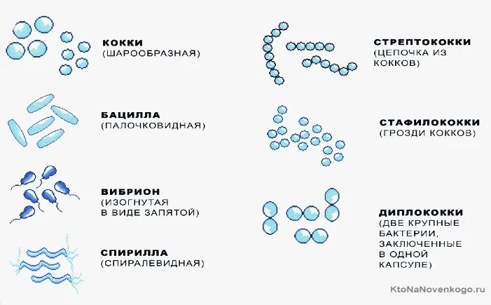Бактерии изогнутой формы носят название. Кокки диплококки стафилококки. Формы бактериальных клеток микробиология. Форма клетки кокки. Формы бактериальных клеток кокки сферические.