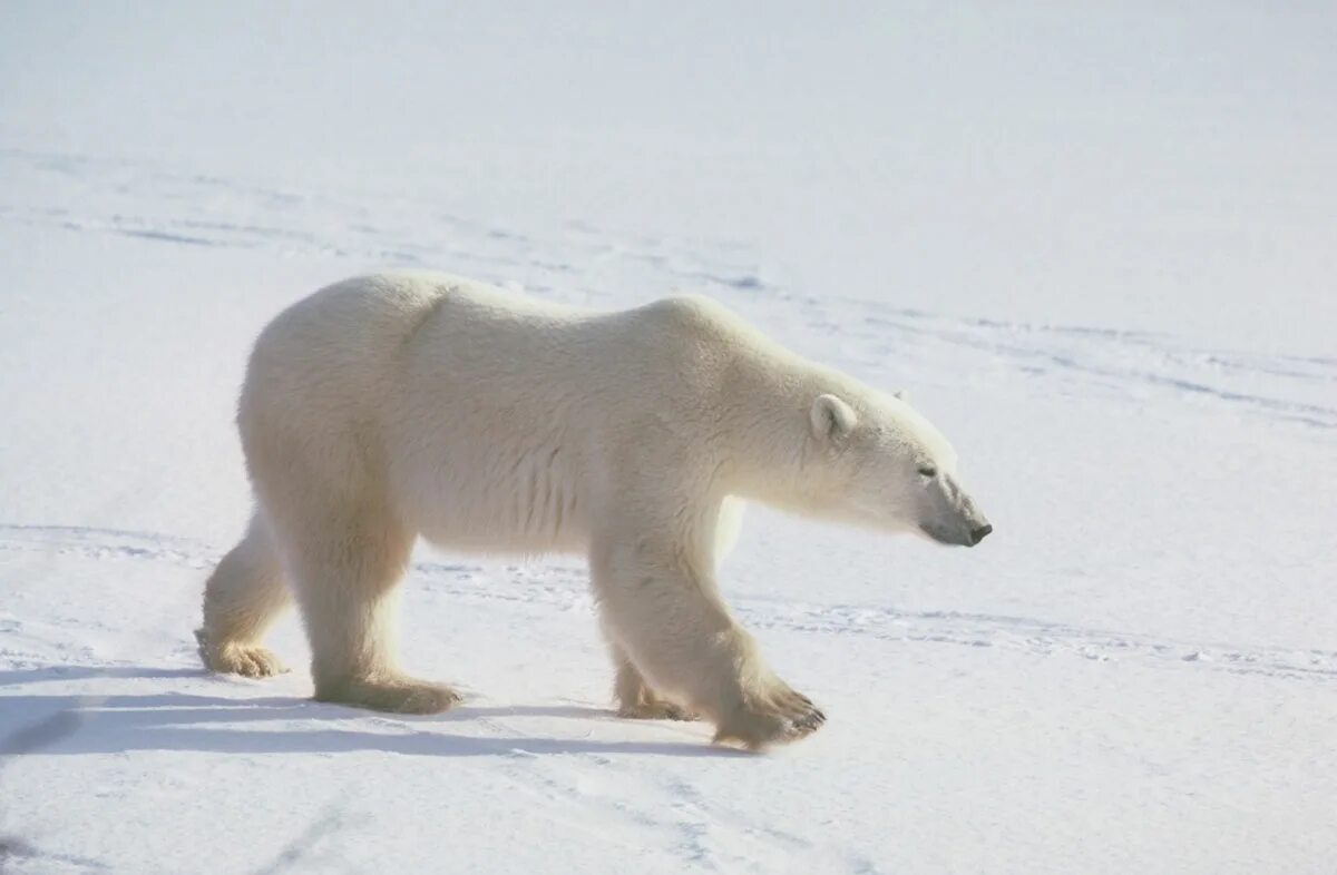 Какую среду освоил медведь. Среда обитания белого медведя. Белый медведь место обитания в России. Место обитания белого медведя. Белый медведь и биология.