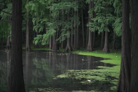 Где в лесу вода