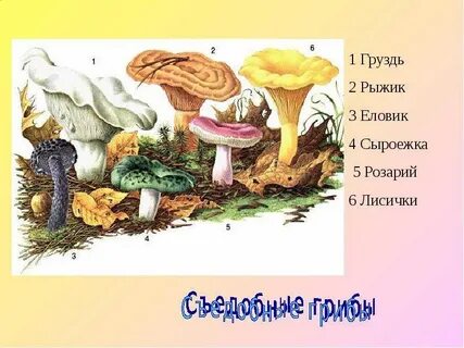 Лисичка сыроежка рыжик грибы
