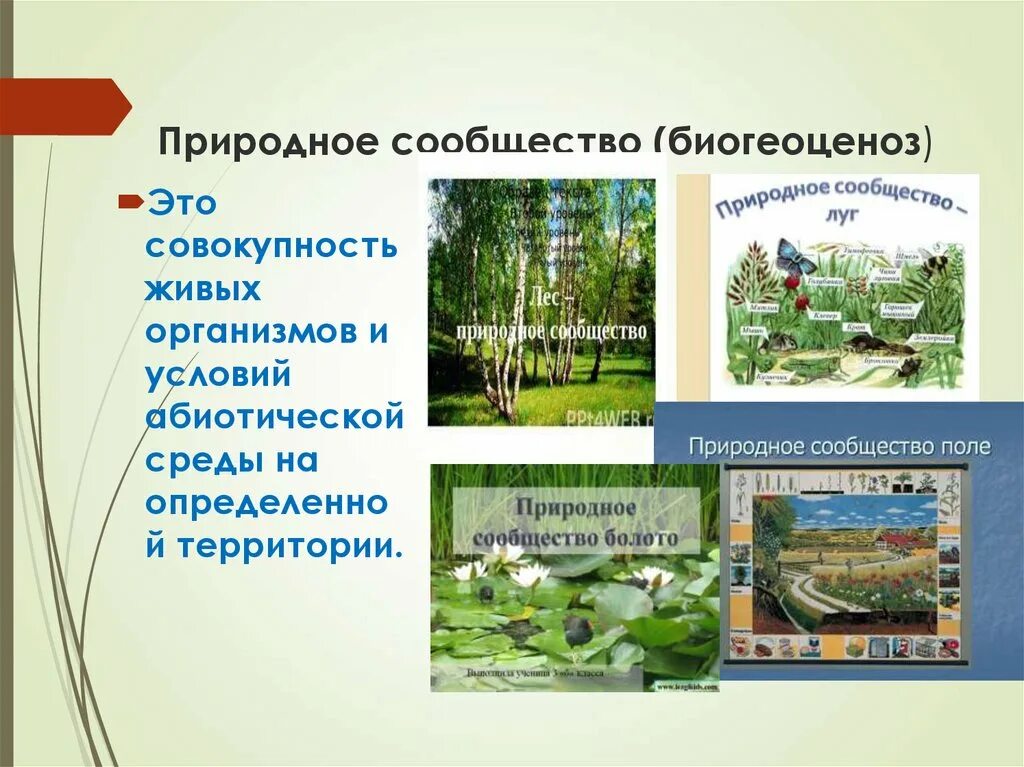 Разнообразие природных сообществ 5 класс конспект. Естественные и искусственные природные сообщества. Название природного сообщества. Проект природные сообщества. Природные сообщества родного края.