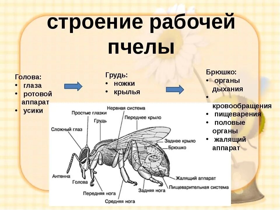 Физиологические признаки биология 5 класс впр. Особенности строения рабочей пчелы. Строение тела пчелы медоносной. Схема внутреннего строения пчелы. Внутреннее строение рабочей пчелы.