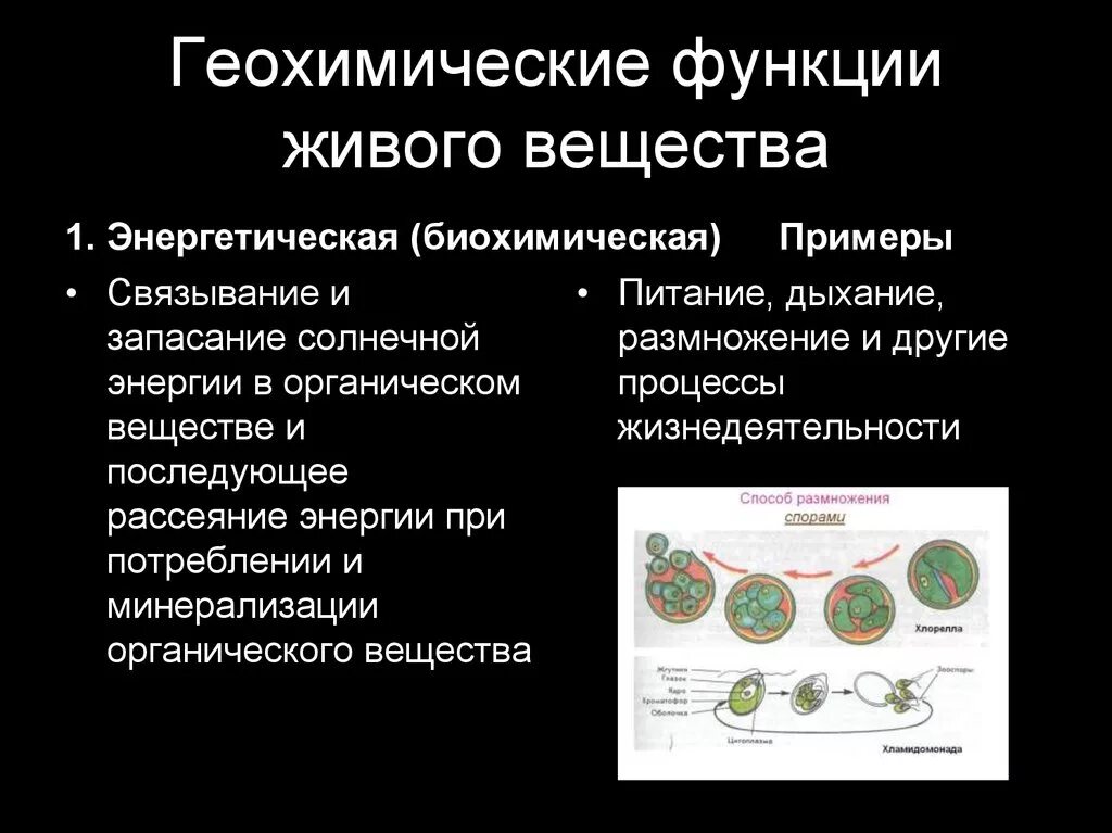 Примерами энергетической функции живого вещества биосферы являются. Геохимическая функция живого вещества. Геохимические функции живого. Геохимические функции живого вещества в биосфере. Геохимическая функция биосферы.