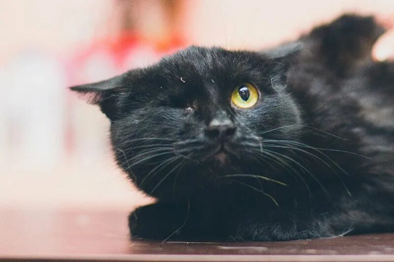 животные кыштым. кыштымская. каспер собака. животные кыштым. кыштым зверь.