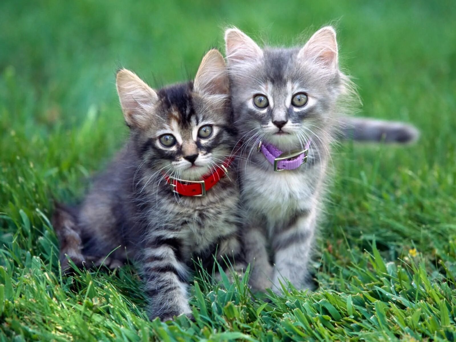 Какие нибудь кошечки